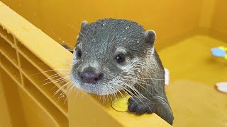 The otter gets jealous when only his new friend gets attention. Reveal new friend's name.