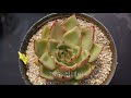 300번째 다육이 이름은 창다육 20종 이름외우기☘ 20 kinds of succulents