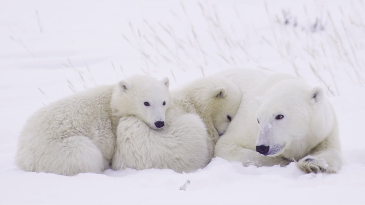 Protecting Polar Bear Moms And Cubs - YouTube