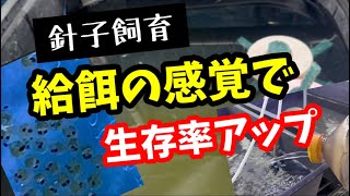 ゆったり飼育で安心メダ活【メダカ】