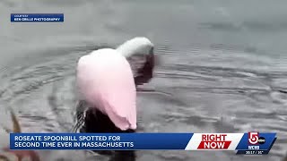 Rare bird sighted on the South Shore