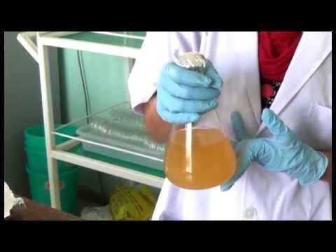 Trichoderma Production Trichoderma Production