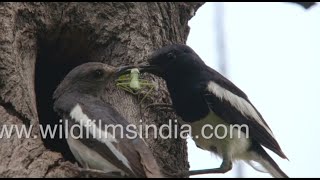 Oriental Magpie Robin couple preys on Skink and Praying Mantis - Filmed in the wild up close