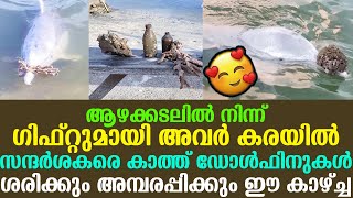 ആഴക്കടലില്‍ നിന്ന് ഗിഫ്റ്റുമായി സന്ദര്‍ശകരെ കാത്ത് ഡോള്‍ഫിനുകള്‍ ശരിക്കും അമ്പരപ്പിക്കും ഈ കാഴ്ച്ച