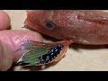 動画魚類図鑑no.28 オニカナガシラ