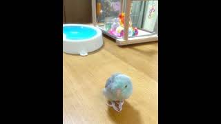 【マメルリハ】コーヒーカップを見た時のラリマーちゃん#マメルリハ#マメルリハインコ#インコのいる生活#癒し#可愛い#もふもふ#おすすめにのりたい #lovebird#Parrotlet