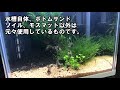 【アクアリウム】コリドラスパンダ　ミニ水槽立ち上げ 小技もご紹介！