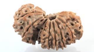 Buy Online Certified 16 Mukhi Rudraksha