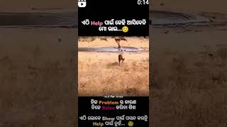 #motivation#ଏଠି କେହି  କାହାର ନୁହେଁ# Own problem own advantage #animals