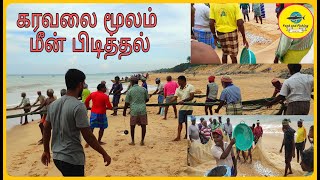 கரைவலை மீன் பிடித்தல் | ANCHOVY FISH/NETHILI FISH LIVE CATCHING AT SEA SHORE | FOOD AND FISHING