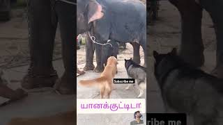 டேய் மச்சான் #funny #comedyvideos #cutespets  #funvibe #comedyfilms #comedy #funvibes #mysubscriber