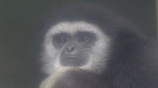 シロテテナガザル　コタロー円山動物園に来園~Lar Gibbon