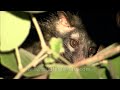 close up of asian palm civet in madhya pradesh