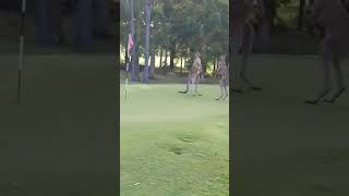 Kangaroos' Kick Boxing at a golf field