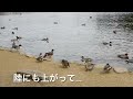 2021.11.6深山公園の白鳥と鴨達