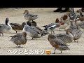 2021.11.6深山公園の白鳥と鴨達