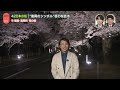 【420本の桜】“復興のシンボル”「夜の森の桜並木」