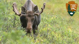 Outside Science (inside parks): Moose at Isle Royale