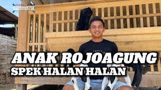 AKHIRNYA ANAK ROJOAGUNG KELUAR //part sekian