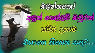 බලන්නකෝ අලුත් සෙල්ලම් බඩුවක් හම්බුනාම එයාගේ තියෙන සතුට.❤️❤️