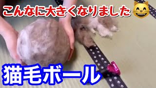 猫のブラッシング【ノルウェージャンフォレストキャット】