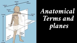 Introduction to Anatomical Position and Directional Terms