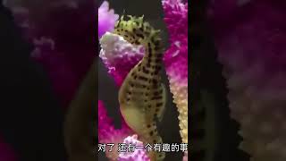 海底奇迹！雄性海马怀胎待产的不可思议 #海马#怀胎#seahorse