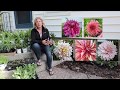 Planting dinnerplate dahlias + About me | The Impatient Gardener