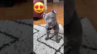 Bluenose Pitbull Puppy Argo Kills with Cuteness #pitbull