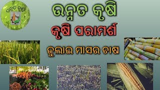 How to cultivate in July,|ଜୁଲାଇ ମାସର ଚାଷ:-କୃଷି ପରାମର୍ଶ ଉନ୍ନତ କୃଷି||