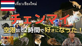 【チェンマイ】タイ第2首都ノマドの聖地ならぬ猫の聖地は最高すぎた︱30代男海外一人旅