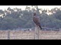 black falcon falco subniger mitiamo victoria australia