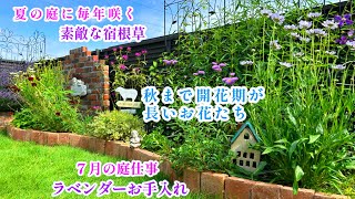 【夏に毎年咲く素敵な宿根草】【庭づくり＊暑さに強く開花期が長いお花】【夏のお花植付け】【ラベンダー夏のお手入れ】ガーデニング/挿し木/ヒマワリ