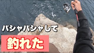 エイトトラップでサクラマス釣る【ダム湖トラウト】