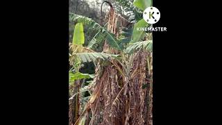 pnama wilt disease of banana measure disease of Banana