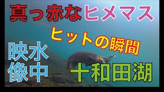 【水中ヒット映像】真っ赤なヒメマスのヒットシーン！秋の十和田湖でエキサイティングなサイトゲーム！