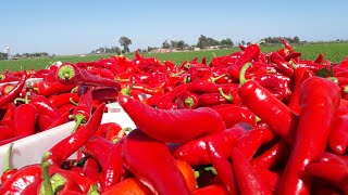 awesome red chili pepper cultivation and harvest.  step-by-step operations planting and harvesting