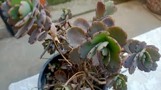 Kalanchoe Fedtschenkoi/Lavender Scallops Propagation \u0026 Care