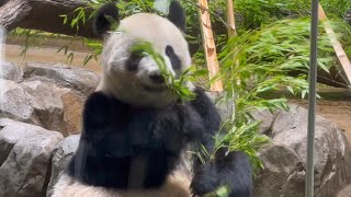 ママの食欲はレイちゃんが受け継ぎました🐼😁　8月27日 Ueno Zoo Giant Panda