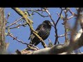 Весна ШПАК співає та чепуриться 🌳 Природа України спів птахів 🌳 nature of ukraine starling