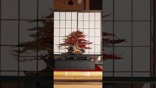 【枯れてしまった盆栽に新たな価値を吹き込み継なぐ “KABUKI BONSAI－枯吹き盆栽－” Promotion video】