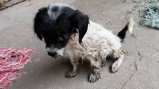 在垃圾桶旁边，捡到一只生病的小狗