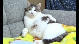 【もしかして自慢げ？ お腹のりっぱなのら】The cat's stomach is fat