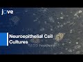 ES Cell-Derived Neuroepithelial Cell Cultures l Protocol Preview