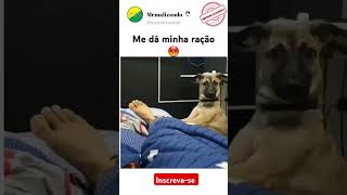 OLHA ESSE CACHORRO ACORDANDO O DONO 🤣 #memes #shortvideo #shorts #funny