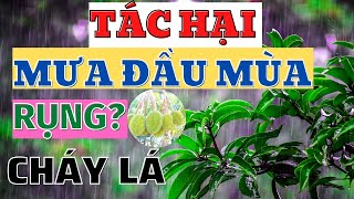 Tác hại của mưa đầu mùa đối với cây ăn trái | Gây rụng lá, vàng lá và rụng hoa trái non