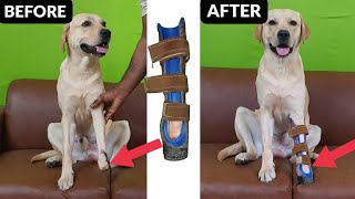 Artificial Leg For Dogs | Prosthetic Leg For Dog #dog #puppy #review