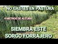 ¡¡EL FORRAJE MÁS BARATO QUE PUEDAS SEMBRAR!! 🌱🌾☘️