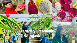 ടെറസിനു മുകളിൽ 50 ൽ പരം Dragonfruits ന്റെ അത്ഭുതലോകം