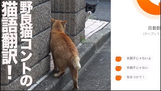 野良猫コントの迷場面のにゃんトーク猫語翻訳に挑んでみた The stray cats' skit and and ‎'MeowTalk Cat Translator'